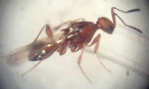 Leptacis hispanica